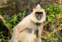 Цейлон на троих. Часть 7