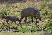 Цейлон на троих. Часть 7