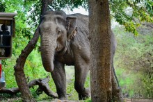 Цейлон на троих. Часть 7