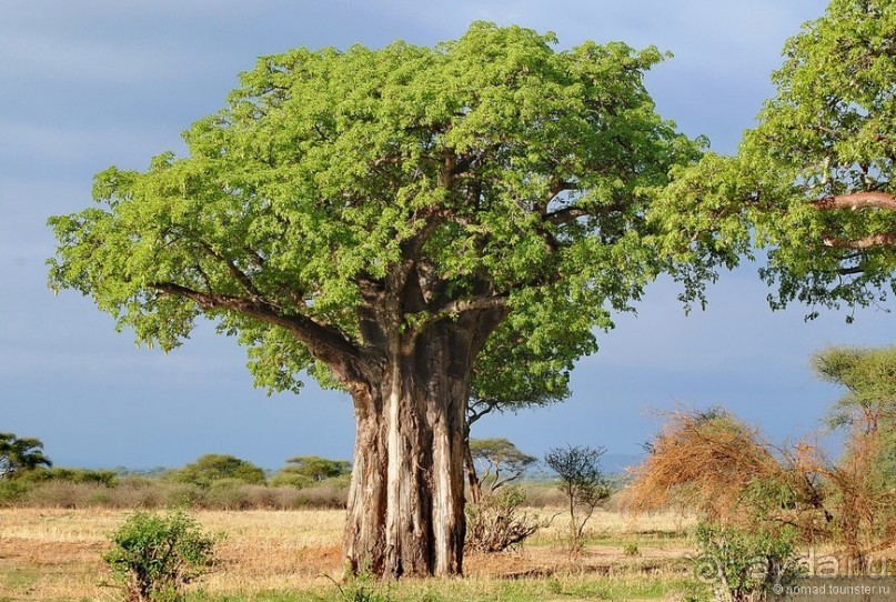 Цейлон на троих. Часть 7