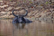 Цейлон на троих. Часть 7