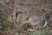 Цейлон на троих. Часть 7