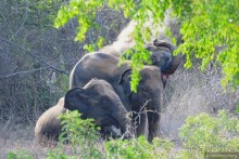 Цейлон на троих. Часть 7