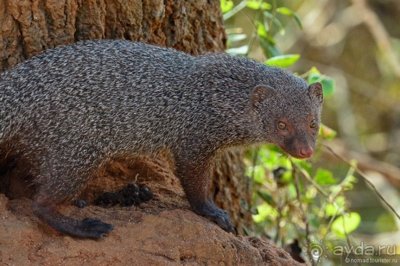 Цейлон на троих. Часть 7