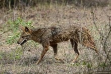 Цейлон на троих. Часть 7