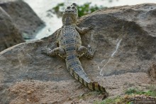 Цейлон на троих. Часть 7