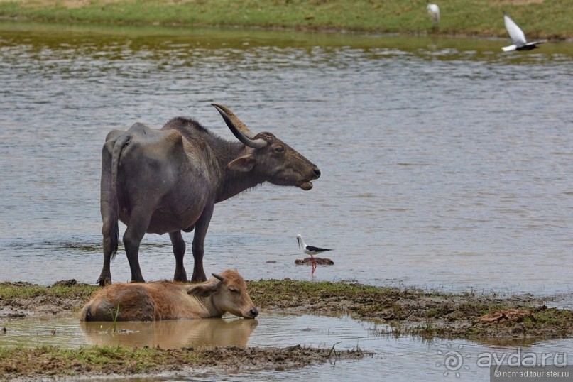 Цейлон на троих. Часть 7