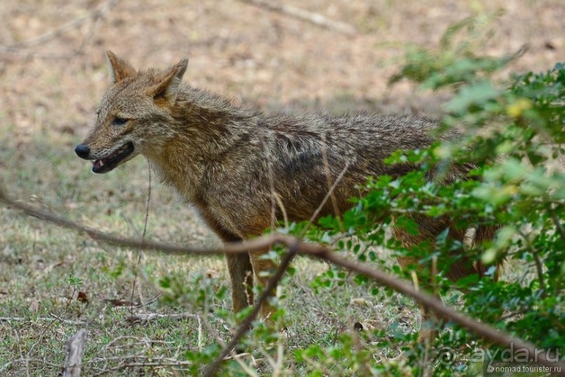 Цейлон на троих. Часть 7