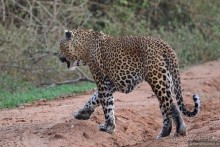 Цейлон на троих. Часть 7