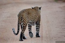 Цейлон на троих. Часть 7