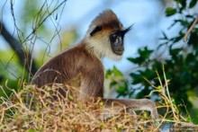 Цейлон на троих. Часть 7