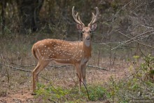 Цейлон на троих. Часть 7