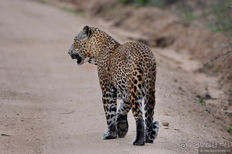 Цейлон на троих. Часть 7