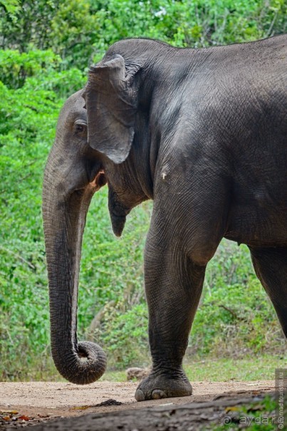 Цейлон на троих. Часть 7