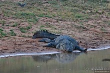 Цейлон на троих. Часть 7