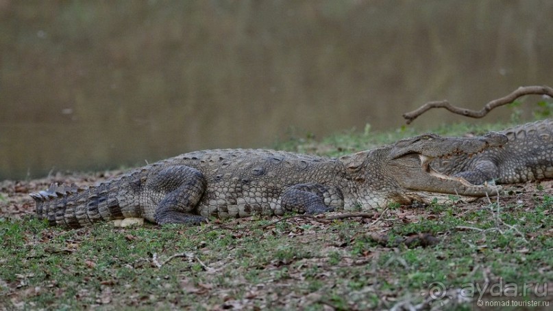 Цейлон на троих. Часть 7