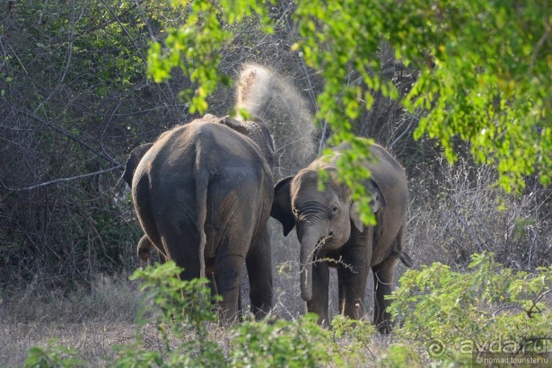 Цейлон на троих. Часть 7