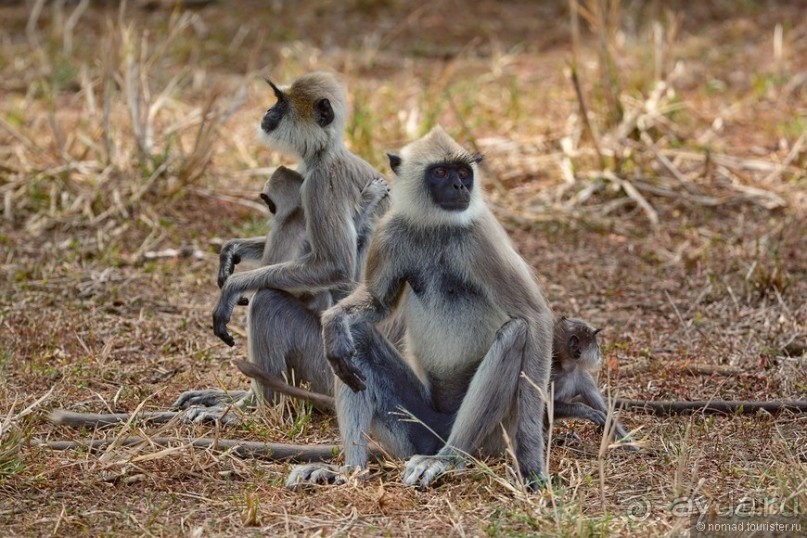 Цейлон на троих. Часть 7