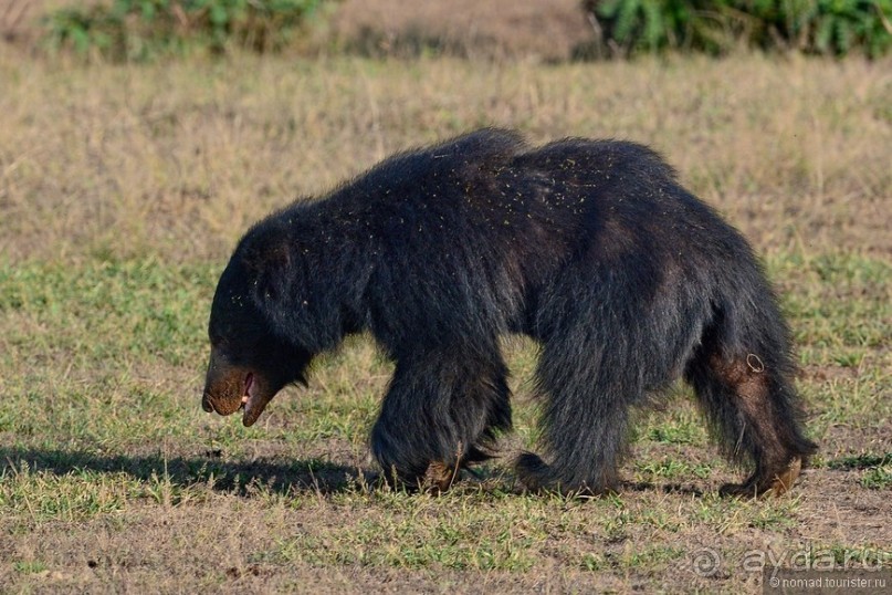 Альбом отзыва "Цейлон на троих. Часть 7"