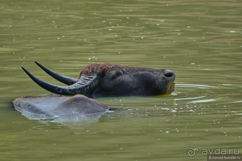 Цейлон на троих. Часть 7