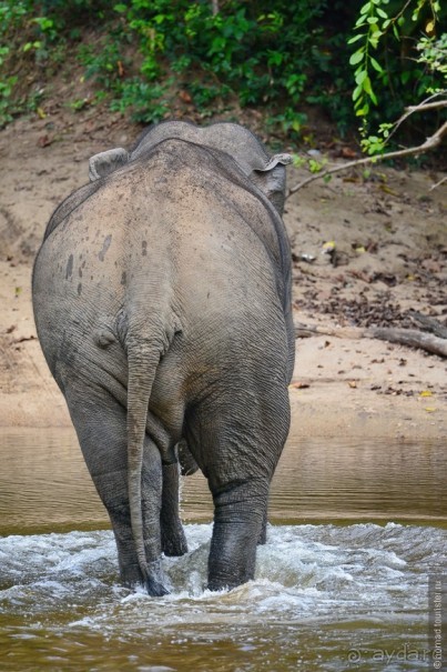 Цейлон на троих. Часть 7
