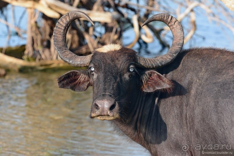 Цейлон на троих. Часть 7