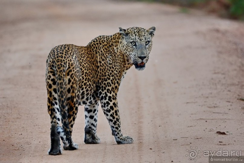 Цейлон на троих. Часть 7