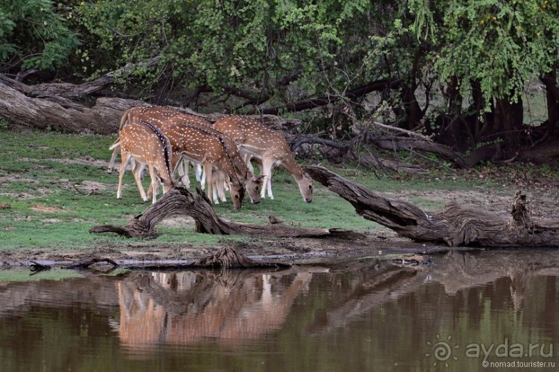Альбом отзыва "Цейлон на троих. Часть 7"