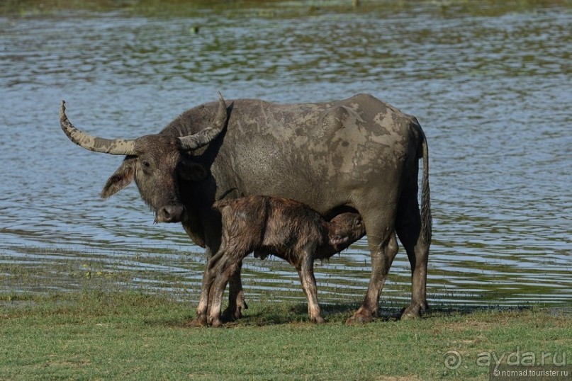 Цейлон на троих. Часть 7