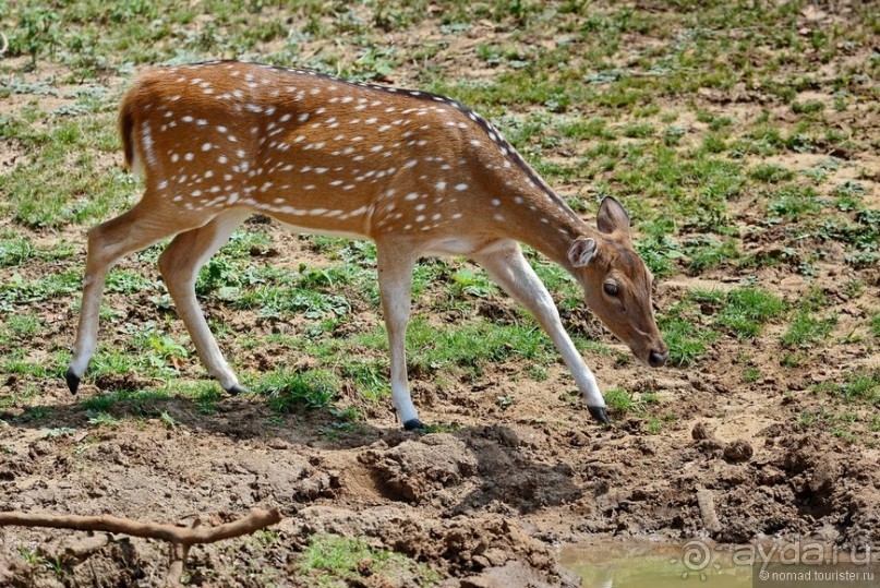 Альбом отзыва "Цейлон на троих. Часть 7"