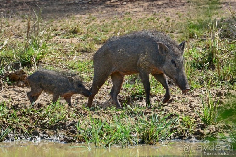 Цейлон на троих. Часть 7