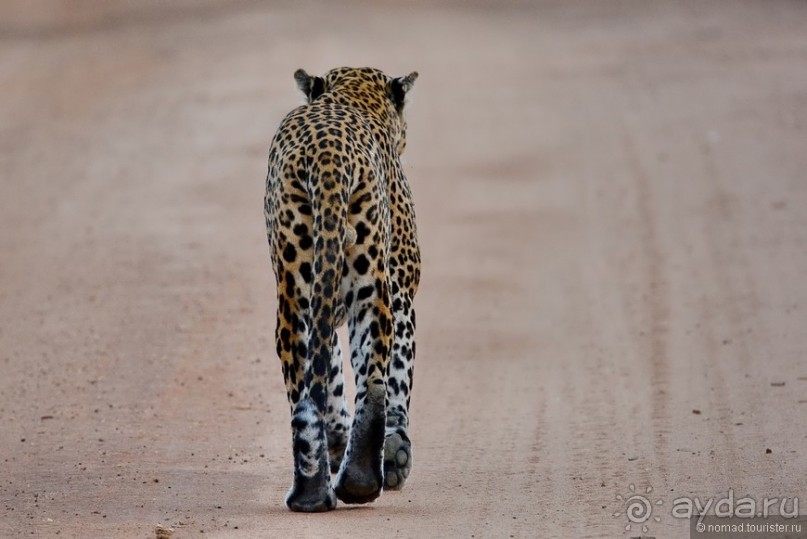 Цейлон на троих. Часть 7