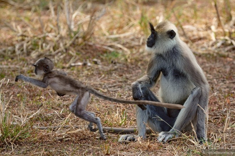 Цейлон на троих. Часть 7