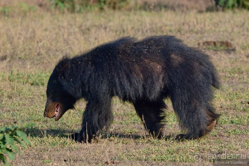 Цейлон на троих. Часть 7