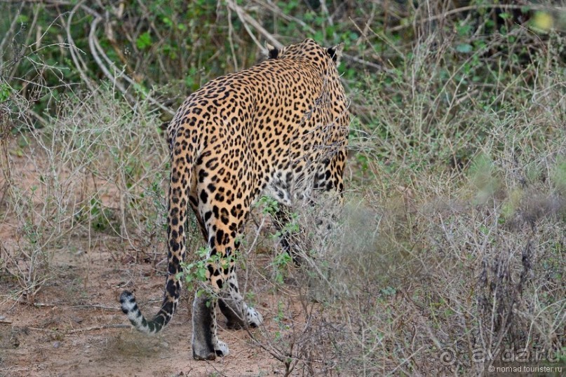 Цейлон на троих. Часть 7