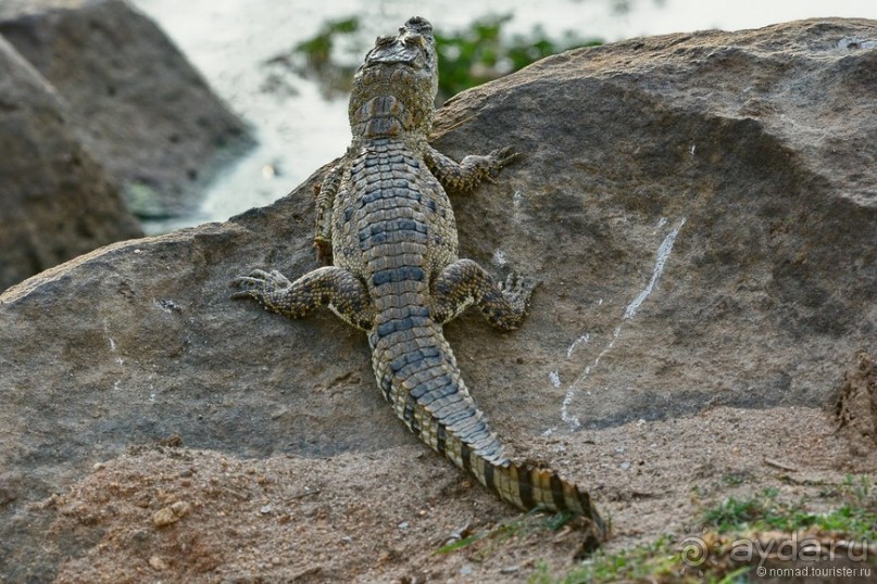 Цейлон на троих. Часть 7