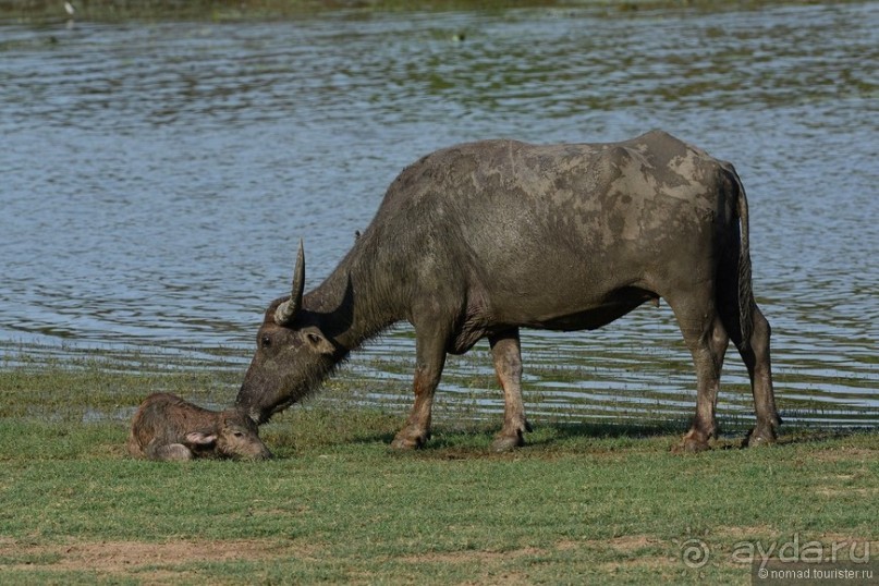 Цейлон на троих. Часть 7