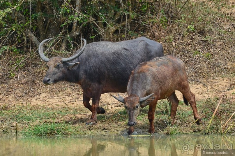 Цейлон на троих. Часть 7