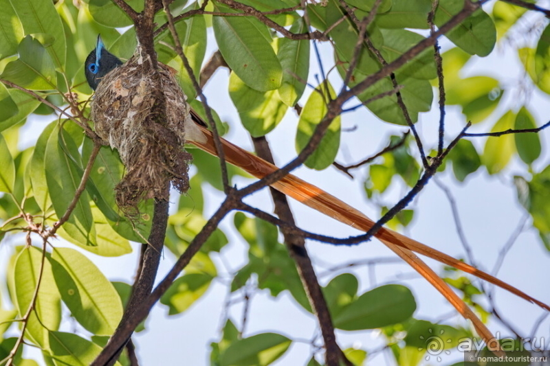 Альбом истории "Африканское ралли. Часть 7. Замбия."