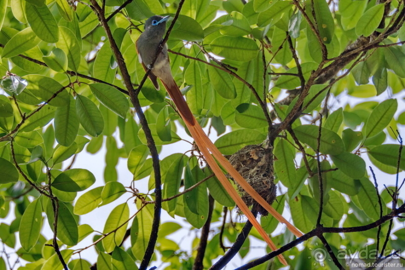 Альбом истории "Африканское ралли. Часть 7. Замбия."