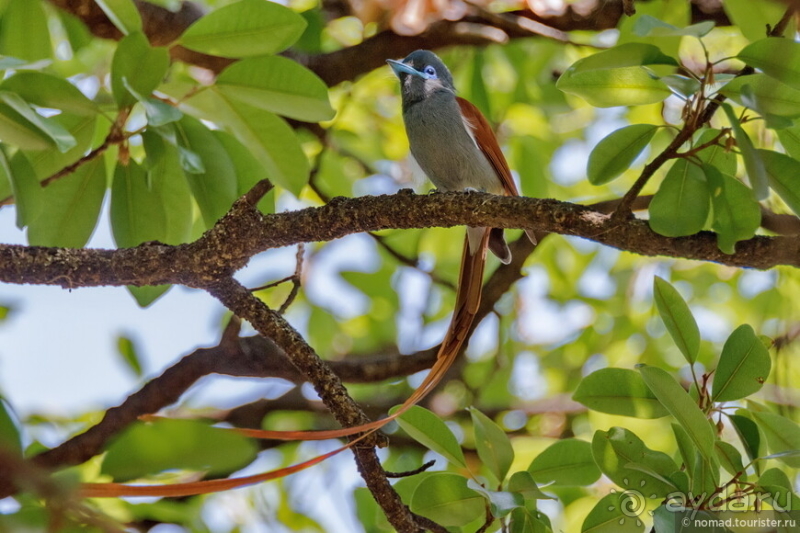 Альбом истории "Африканское ралли. Часть 7. Замбия."