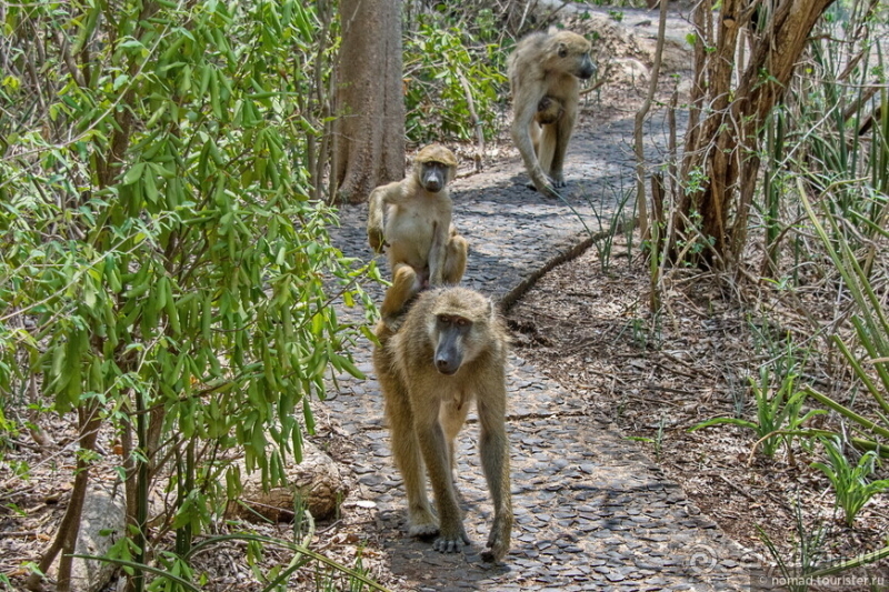 Альбом истории "Африканское ралли. Часть 7. Замбия."