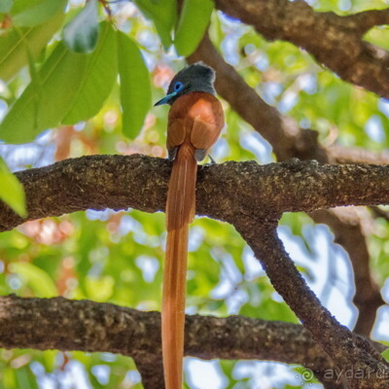 Альбом истории "Африканское ралли. Часть 7. Замбия."