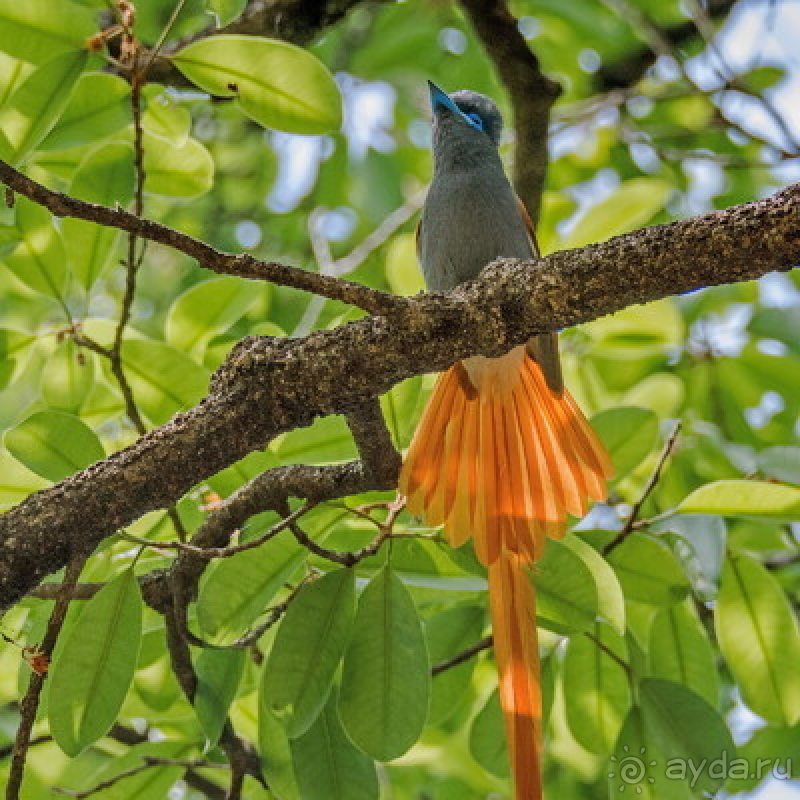 Альбом истории "Африканское ралли. Часть 7. Замбия."