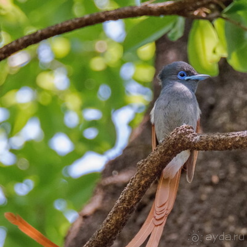 Альбом истории "Африканское ралли. Часть 7. Замбия."