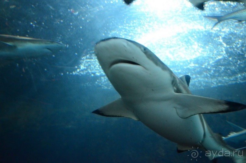 Сингапурские заметки. День первый