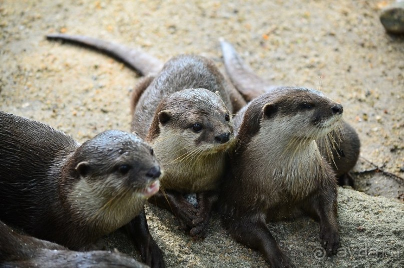 Сингапурские заметки. День первый