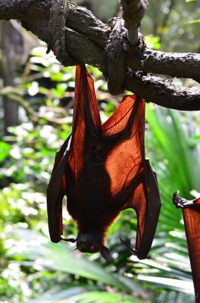 Сингапурские заметки. День первый