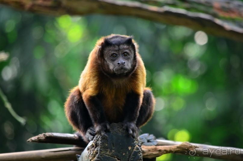 Сингапурские заметки. День первый