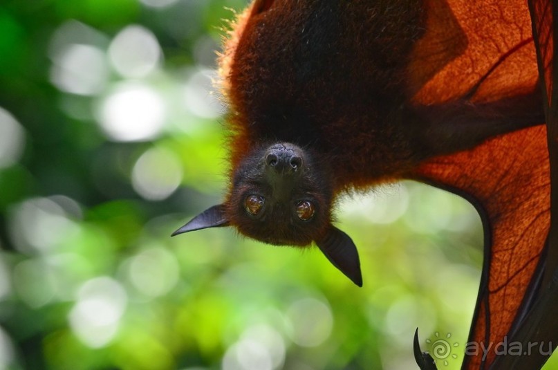 Сингапурские заметки. День первый
